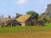 Tobacco Farm04.jpg